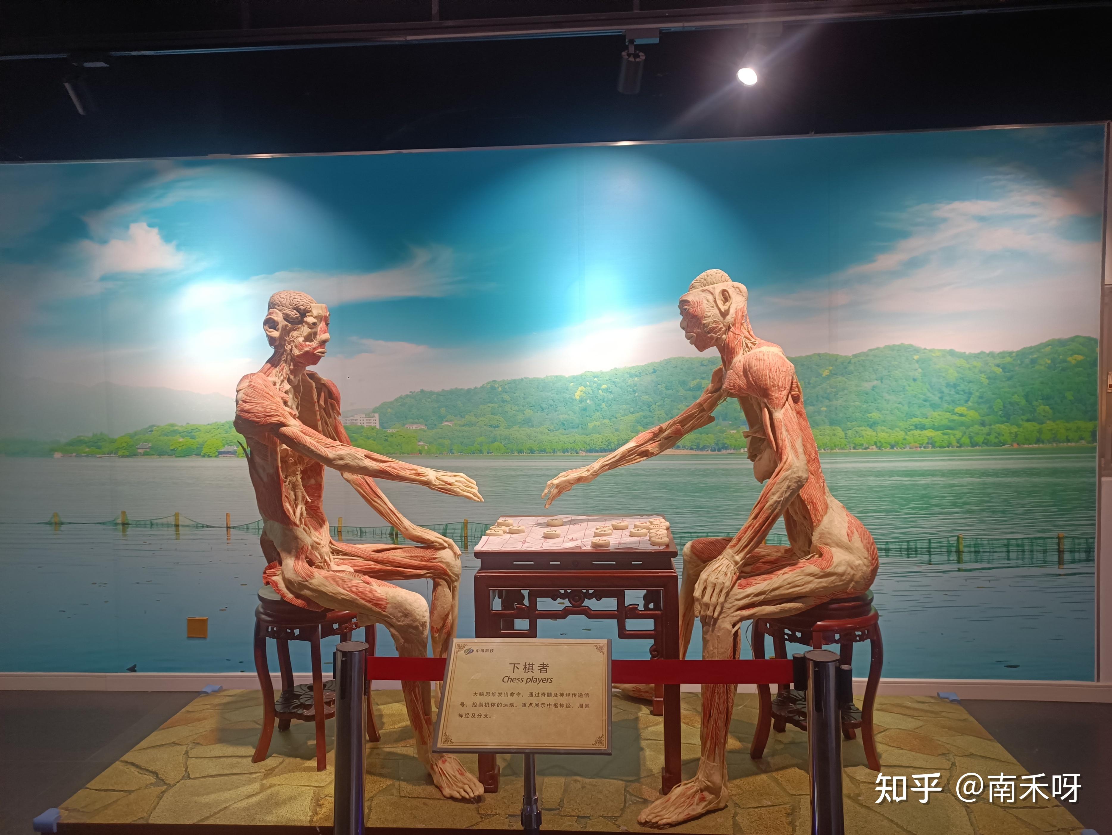 浙江有人体生命科学馆,人体结构浙江美术哪里买