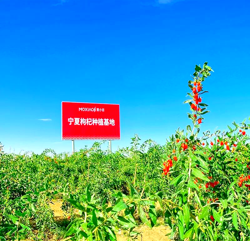 枸杞农作物科技前沿,专家谈枸杞高产栽培技术 枸杞农作物科技前沿,专家谈枸杞高产栽培技术
