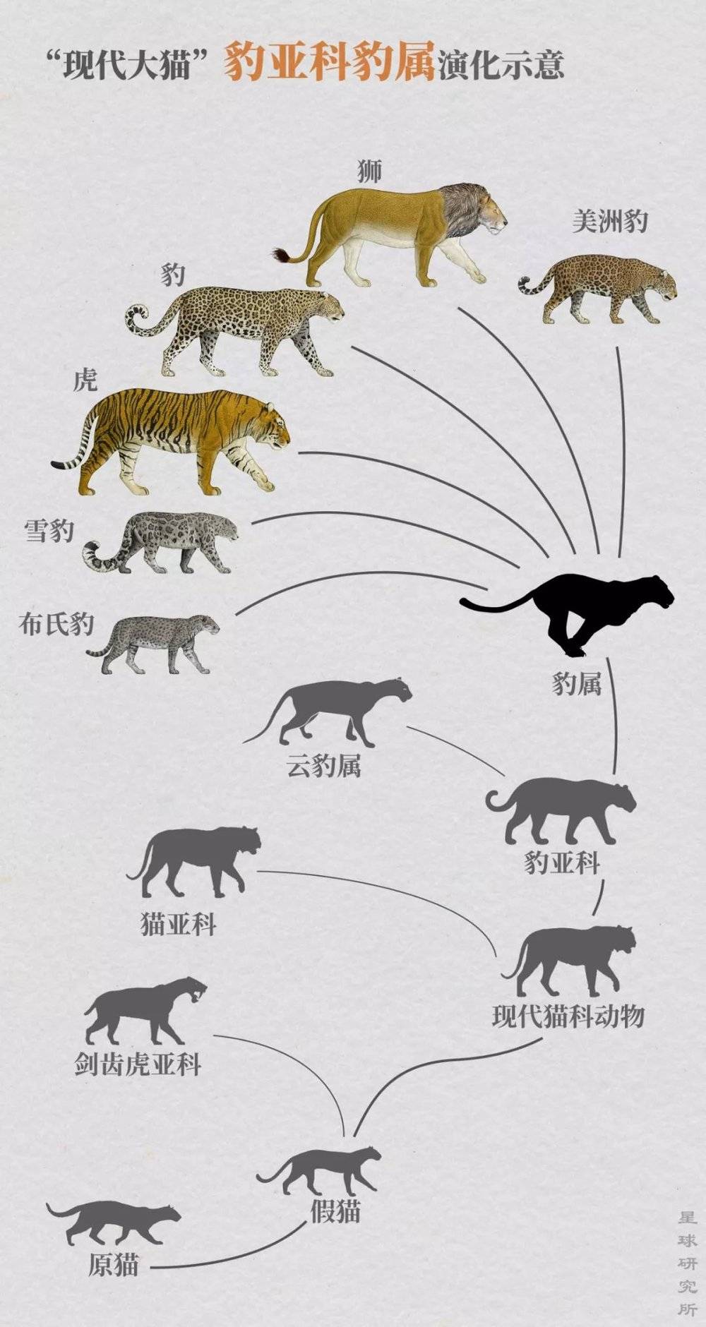 大猫真实方块物理世界,我的世界方块躲猫猫视频