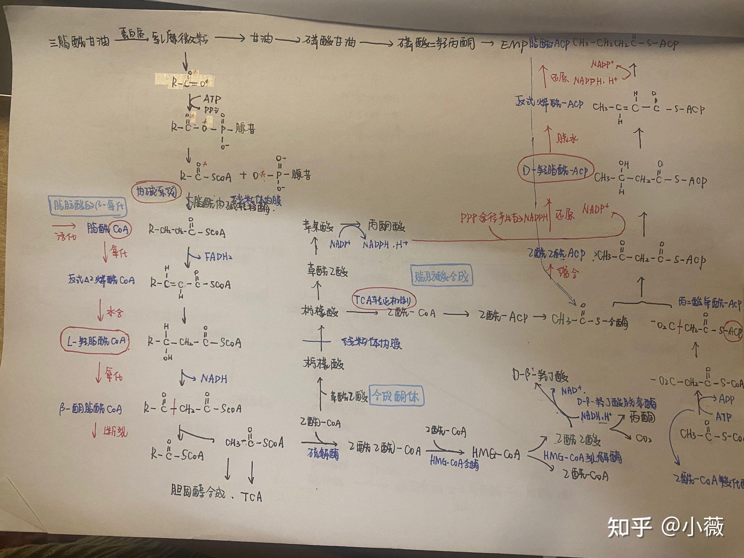 厦大生命科学系录取分,厦门大学生命科学专业怎么样 厦大生命科学系录取分,厦门大学生命科学专业怎么样