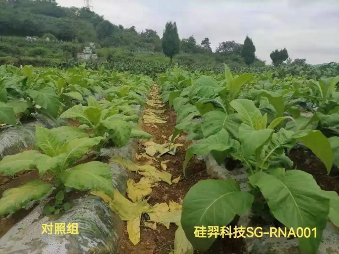 生命科学农业发展现状,生命科学十大进展2026 生命科学农业发展现状,生命科学十大进展2026