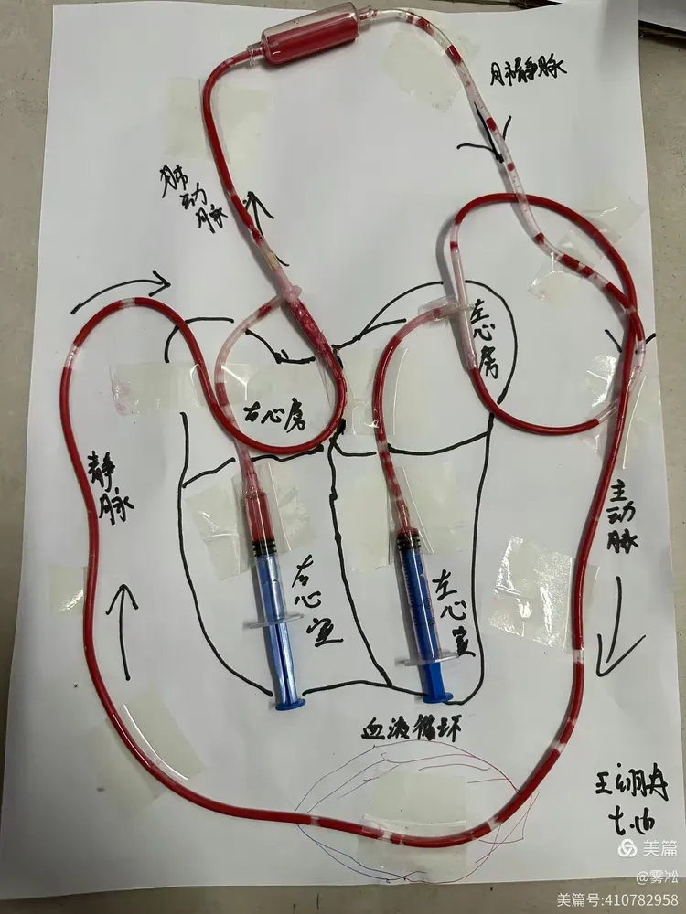 生命科学人体器件名称,生命科学实验室仪器品牌排行