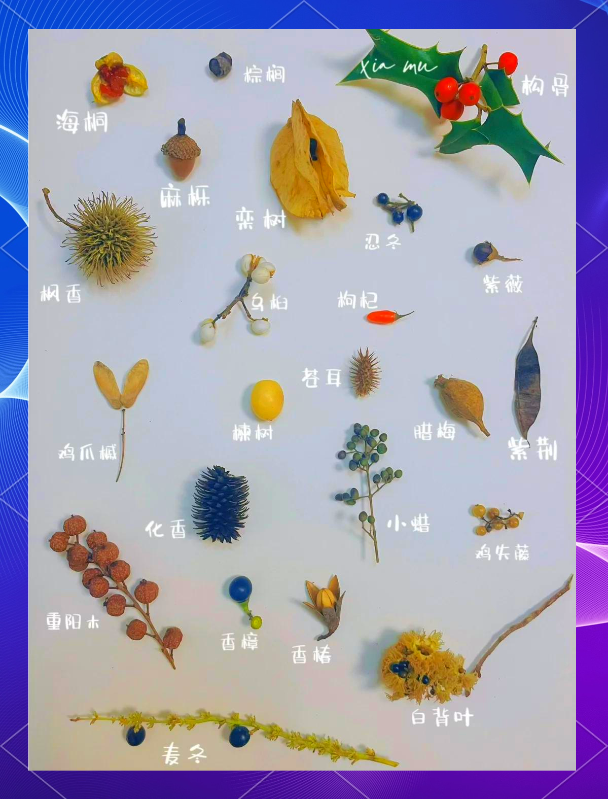 符合物理的世界种子,世界屋脊的种子宝库引号作用
