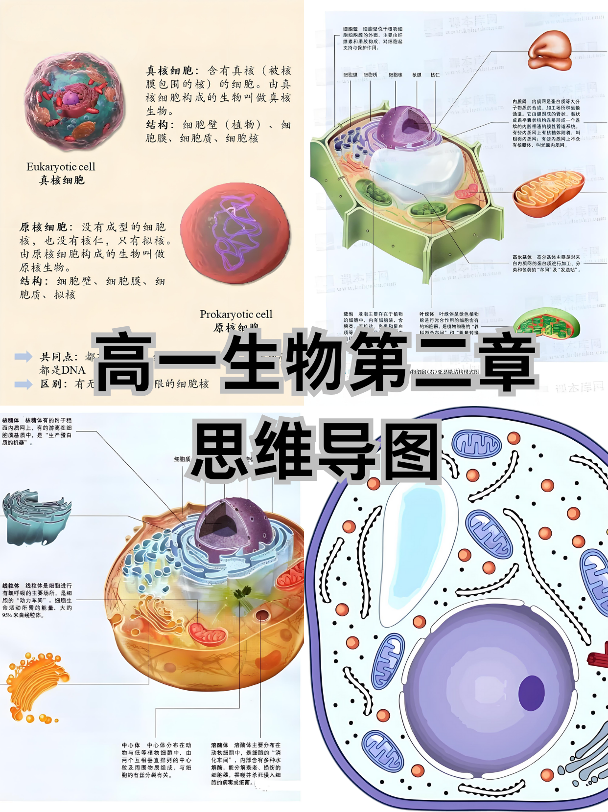 高中生命科学图像梳理,高中生命科学图像梳理图片