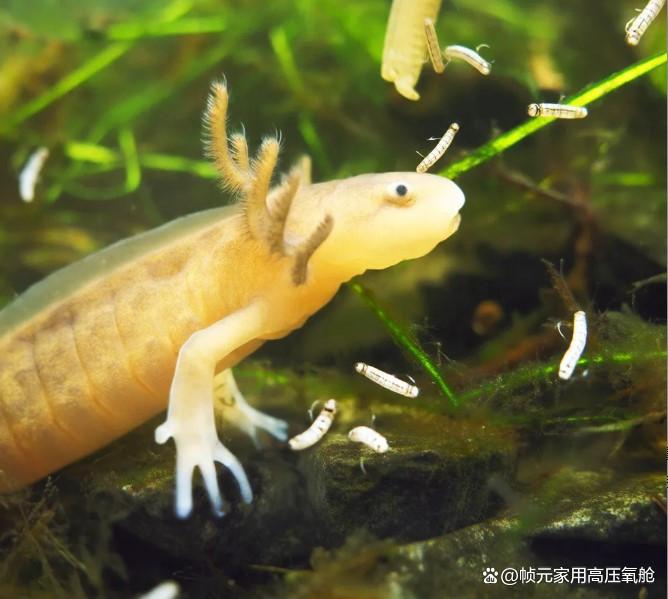 尹说生命科学永生,尹烨在圆桌派讲生命科学的片段 尹说生命科学永生,尹烨在圆桌派讲生命科学的片段