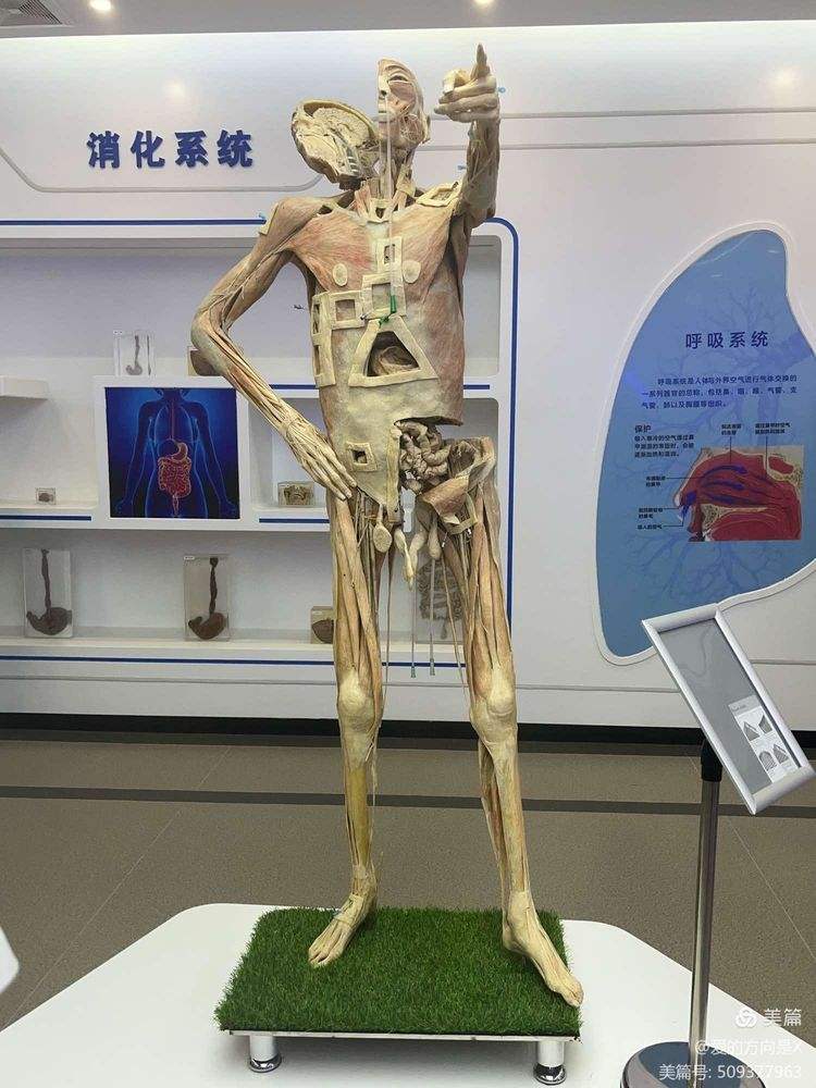 人体生命科学就业前景,生物生命科学专业就业前景