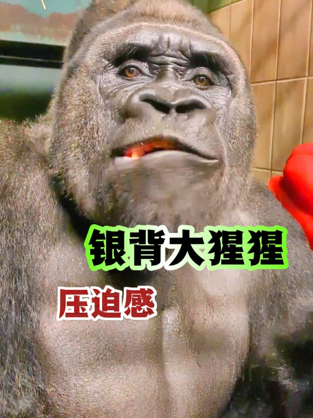 猩猩天文科普视频,天文科普视频恐怖知识
