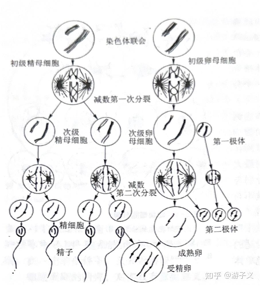 生命科学称为什么分裂,生命科学基本概念的演变