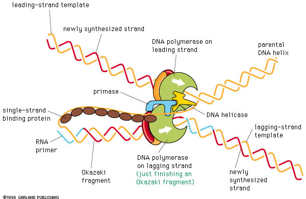 生命科学与技数学,生命科学与生物技术