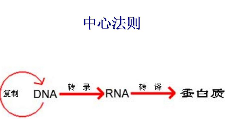 生命科学第一法则,生命科学第一法则是什么