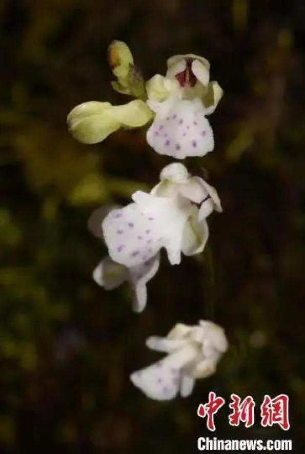 花卉科技前沿,关于科技前沿的手抄报 花卉科技前沿,关于科技前沿的手抄报