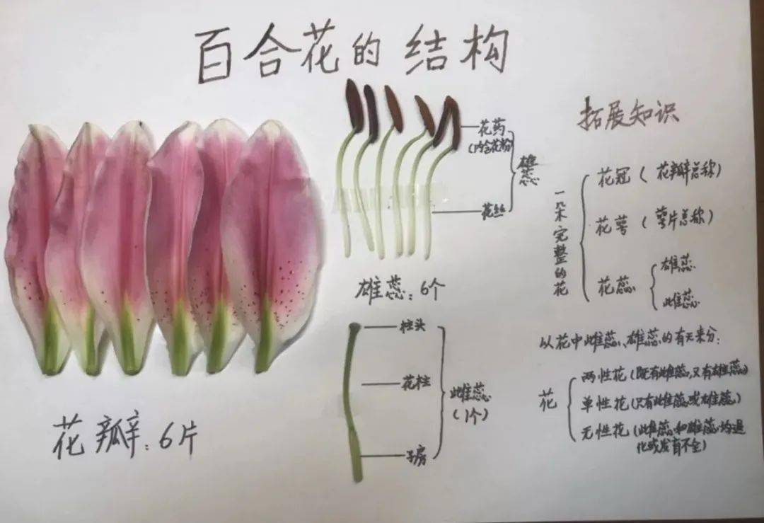 生命科学解剖花朵图解,生物解剖凤仙花朵图片大全