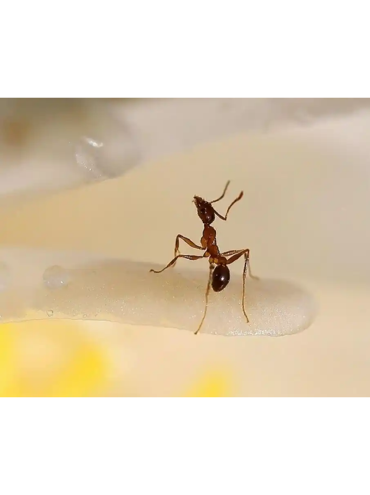 小班生命科学教案蚂蚁,小班生命科学教案蚂蚁搬家反思