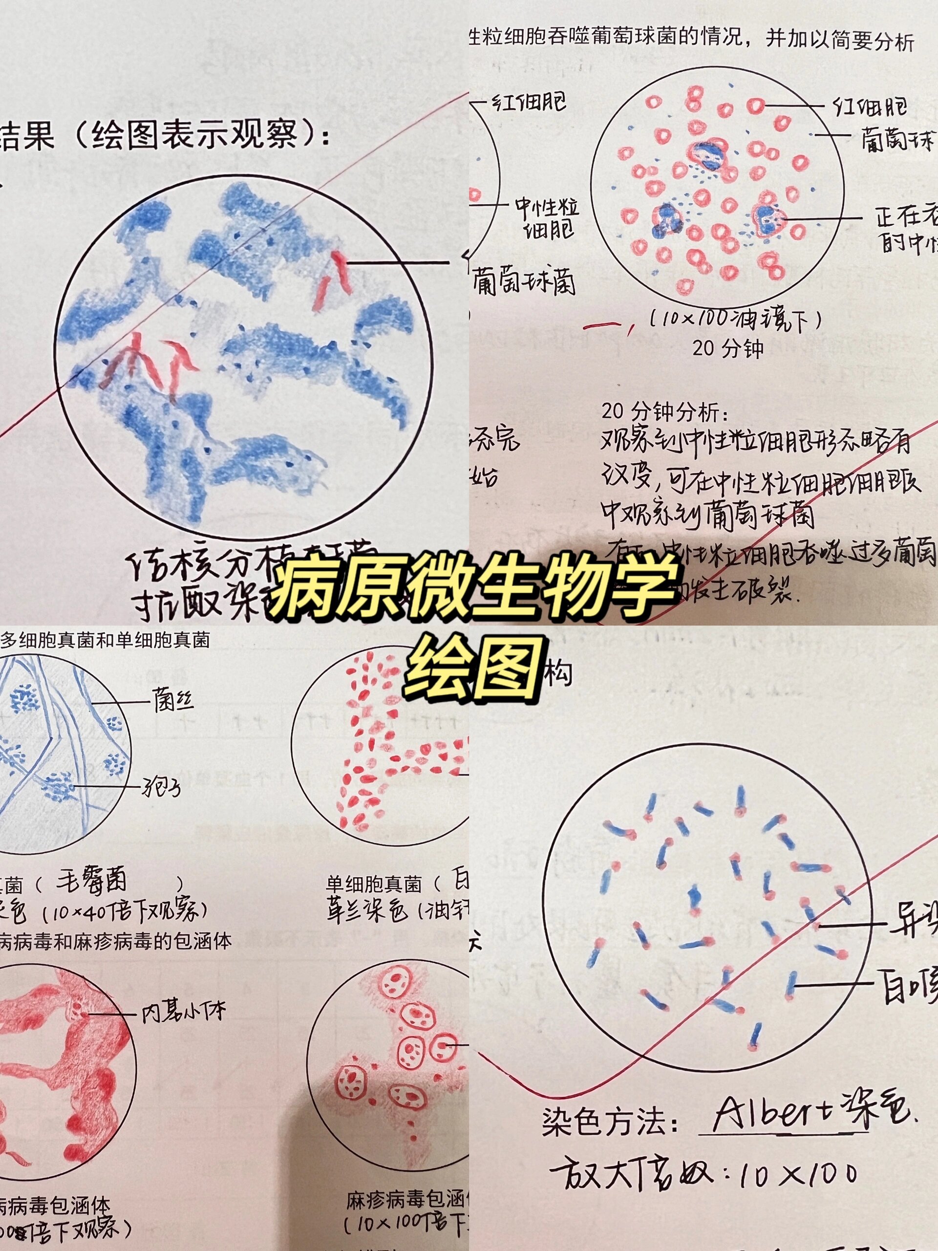 生命科学手绘画,生命科学画大全一等奖作品