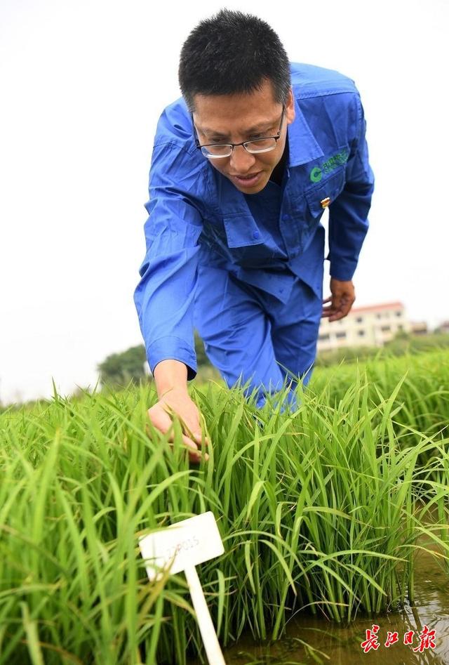 长江生命科学院张令玉,长江大学生命科学院陈瑞鹏个人简历