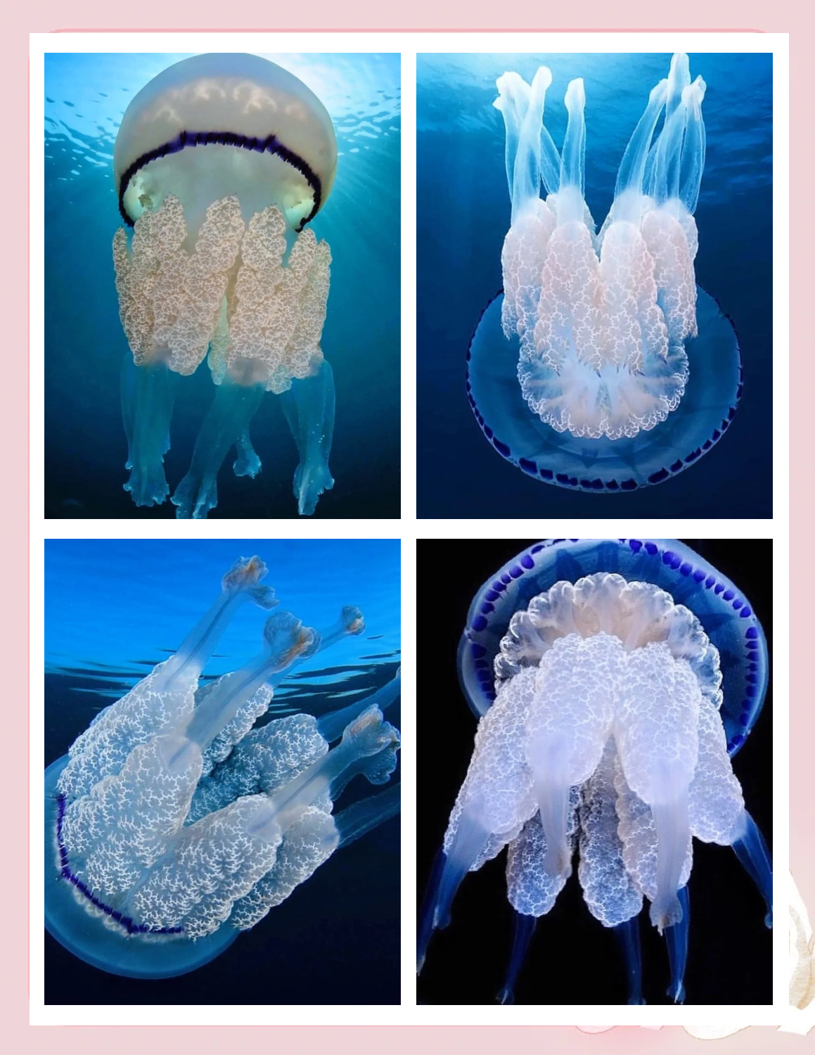 物理世界神秘生物,物理世界神秘生物有哪些