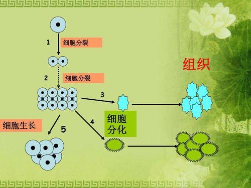 细胞分裂生命科学,细胞分裂生物才会长大吗 细胞分裂生命科学,细胞分裂生物才会长大吗