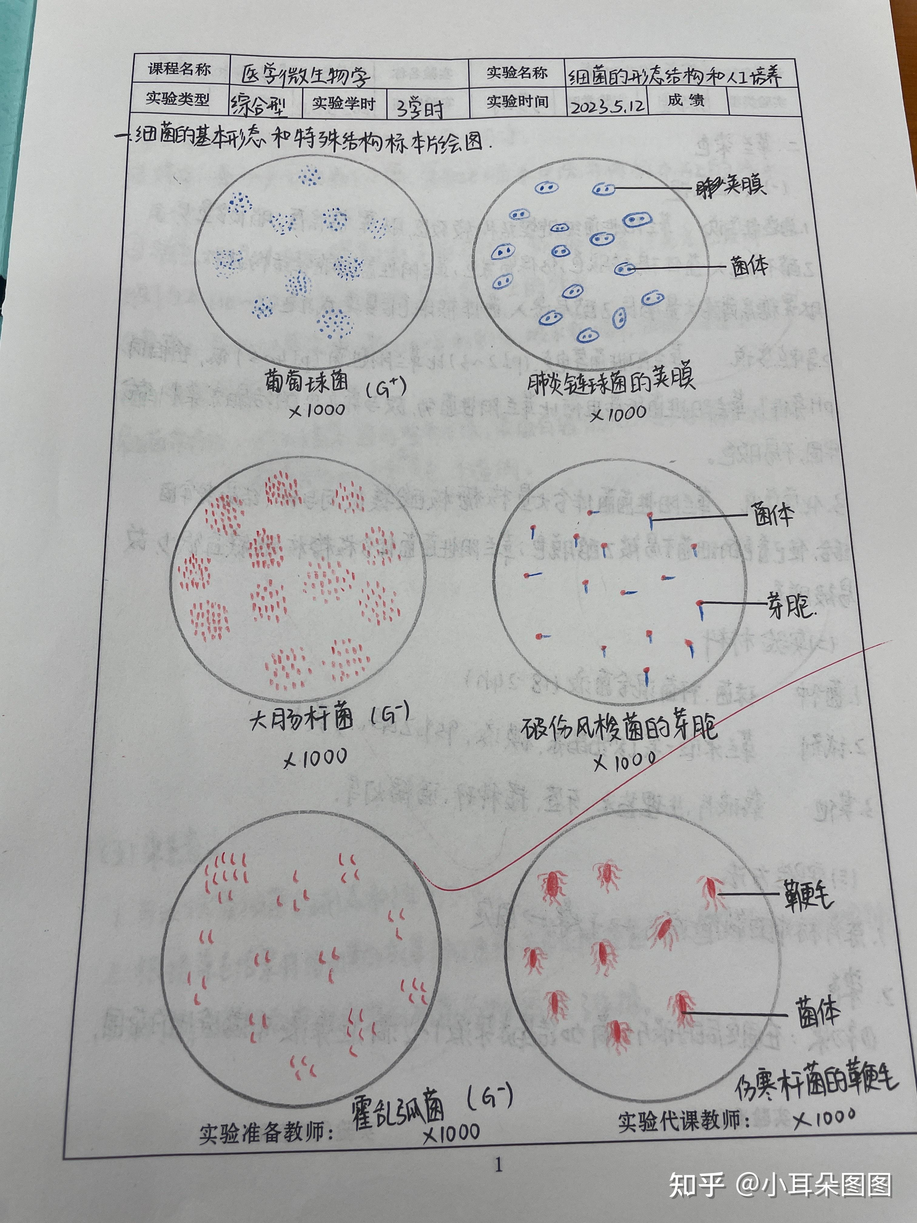 生命科学实验报告模板,生命科学实验报告模板图片