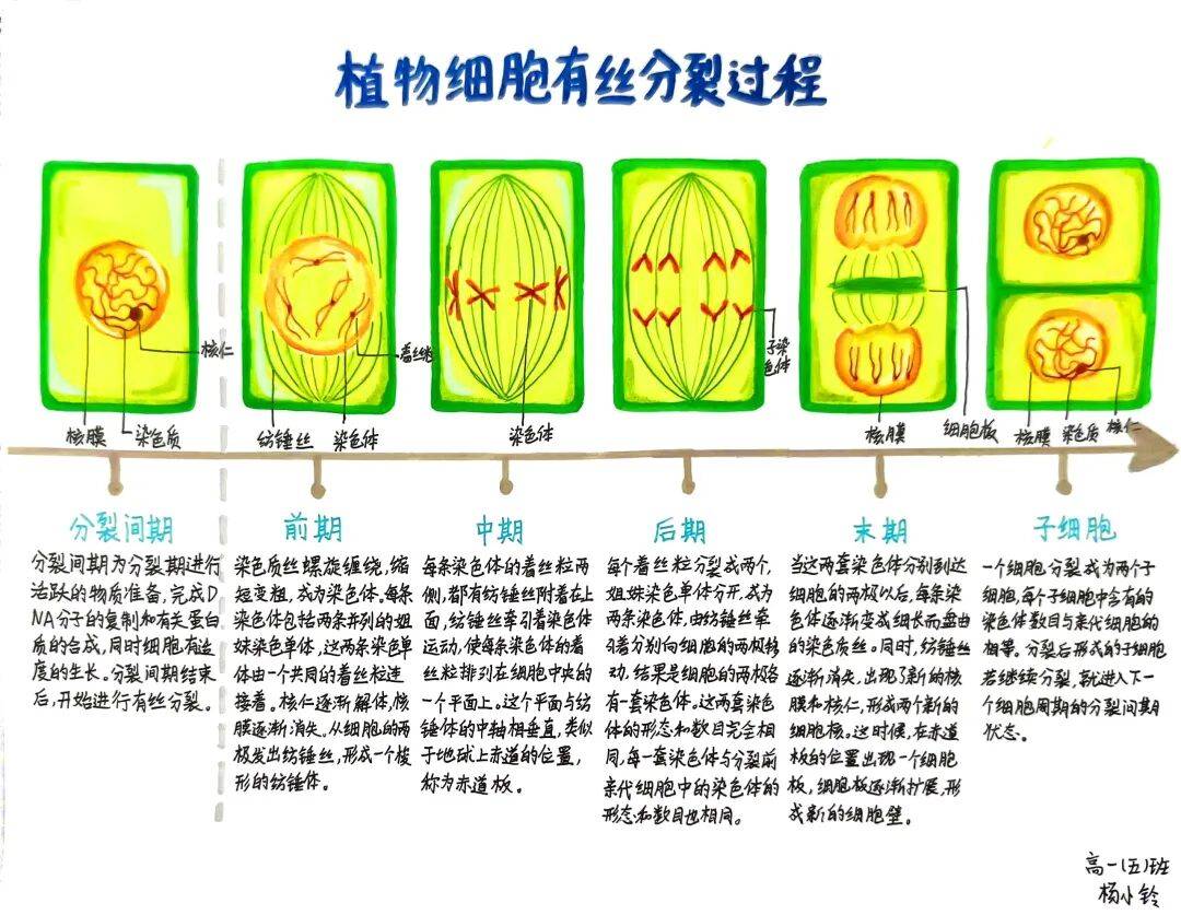 生命科学小报内容简单,科学知识小报简单又漂亮