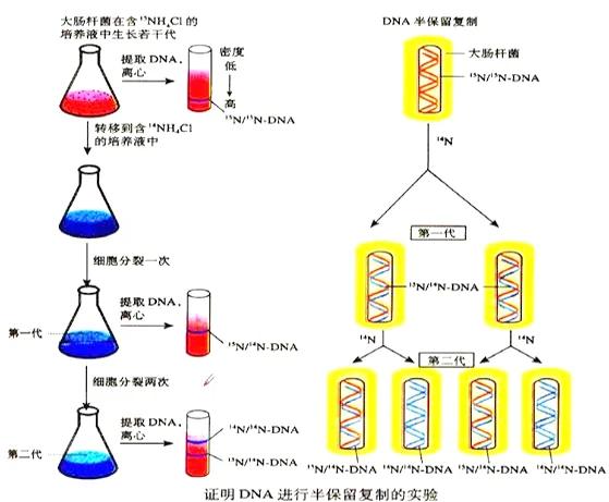 dnh和生命科学,生命科学期刊和生物化学期刊的区别
