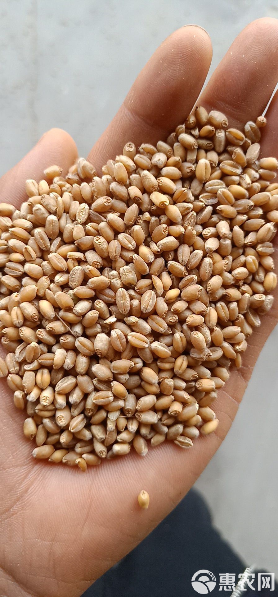 小麦物理世界,小麦粒我的世界