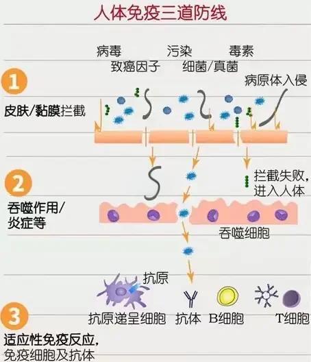 生命科学免疫系统包括,免疫系统的三大功能包括