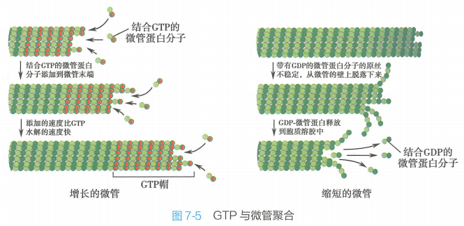 细胞生命科学21,细胞生理学与生物化学32开 细胞生命科学21,细胞生理学与生物化学32开