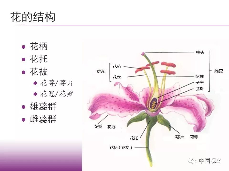 生命科学解剖花朵,解剖和观察花的结构 生命科学解剖花朵,解剖和观察花的结构