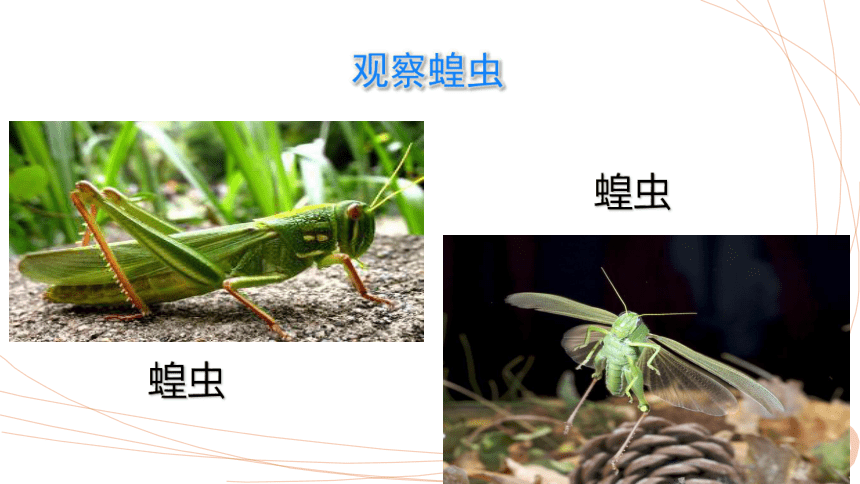沪教版初二生命科学,沪教版生物生命科学二册 沪教版初二生命科学,沪教版生物生命科学二册