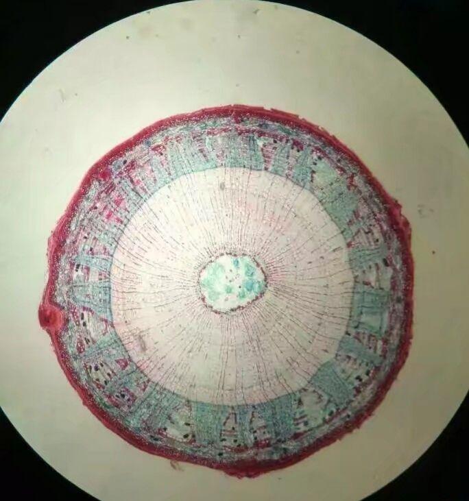 生命科学最好大学知乎,生命科学最强大学毕业生去向