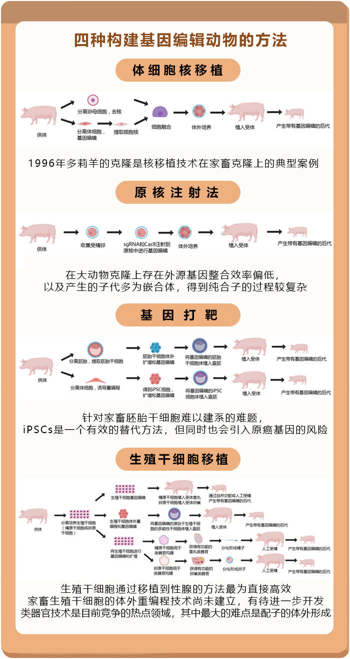 克隆对生命科学的意义,克隆动物技术现在发展到什么程度了