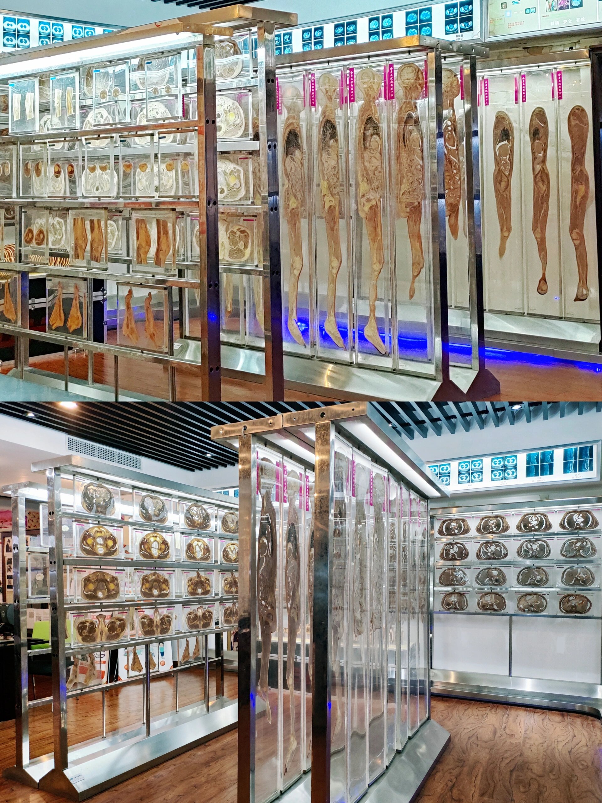 温医大人体生命科学馆,温医大教务系统登录入口 温医大人体生命科学馆,温医大教务系统登录入口