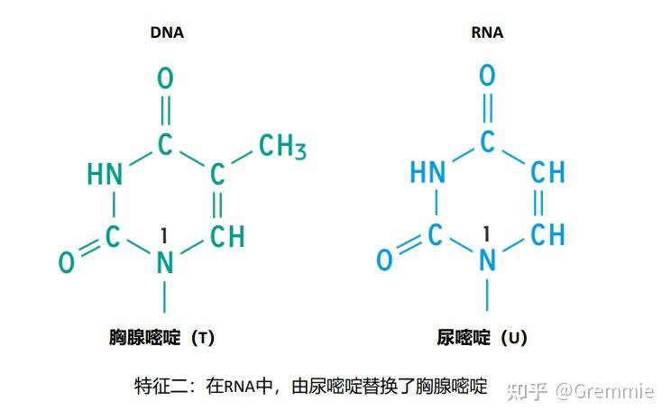 生命科学的范围,生命科学领域的六个主要概念 生命科学的范围,生命科学领域的六个主要概念