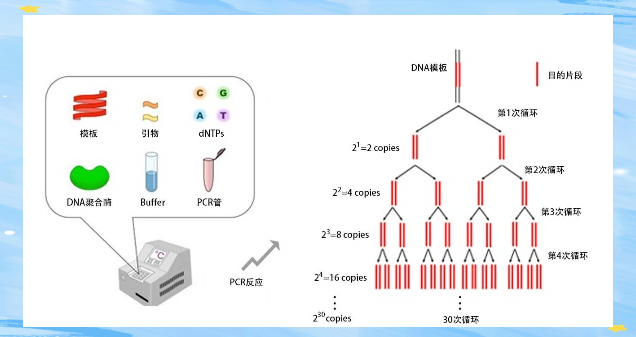 生命科学是工科吗,生命科学是工科吗还是理科 生命科学是工科吗,生命科学是工科吗还是理科