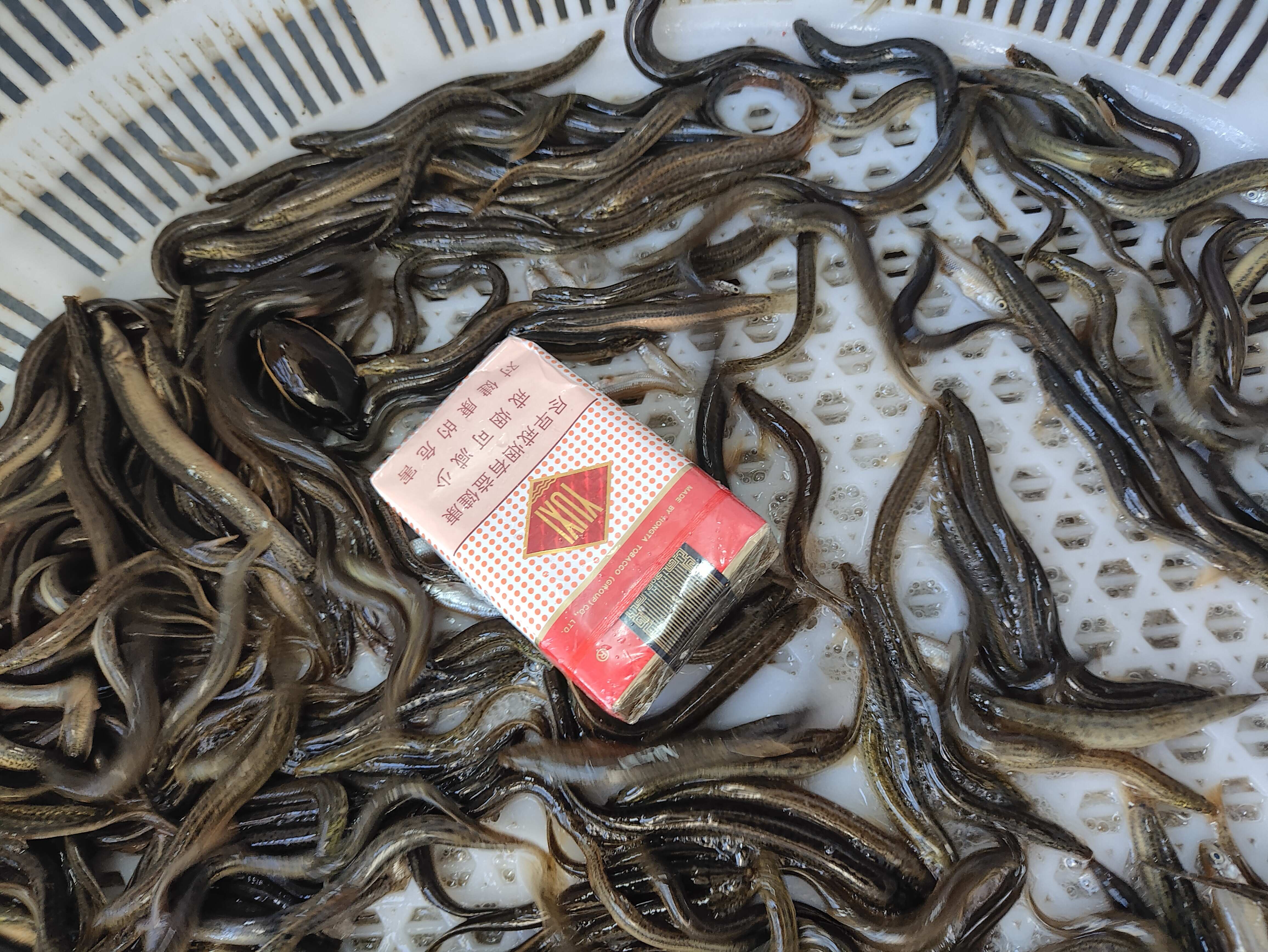 泥鳅是鱼吗,泥鳅为何尽量少吃