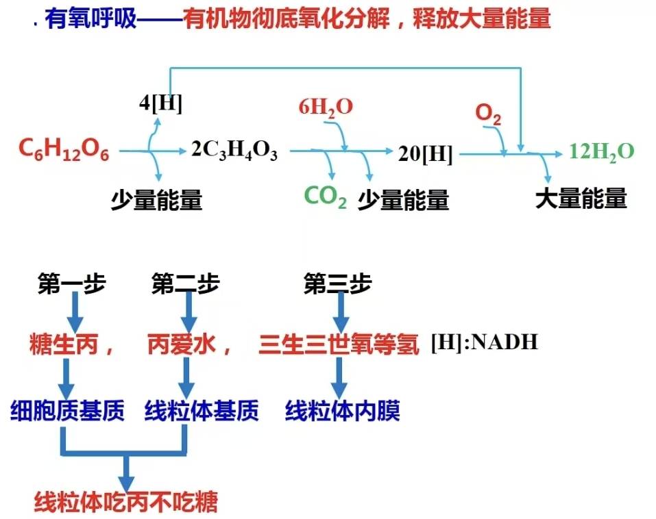 有氧呼吸和无氧呼吸,有氧呼吸和无氧呼吸可以一起进行吗