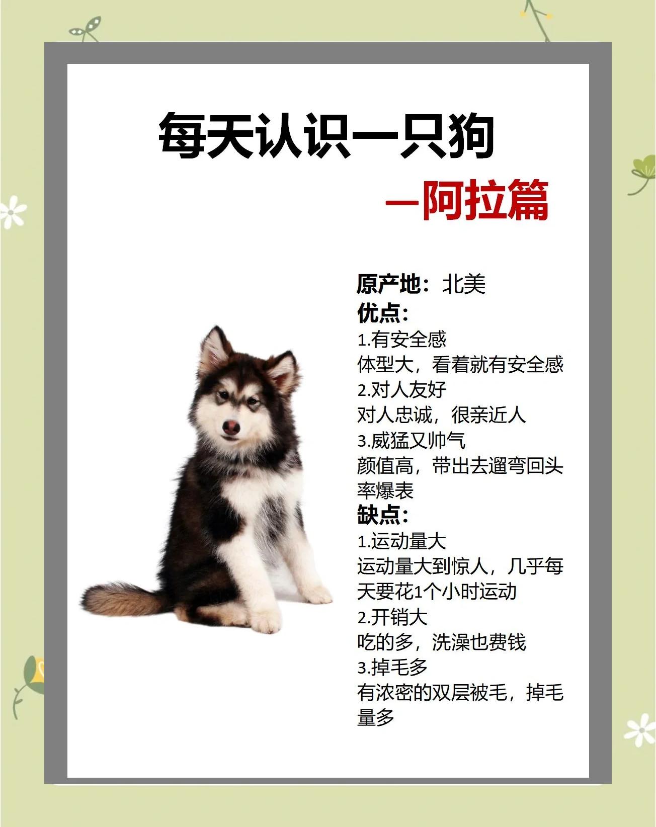 阿拉斯加怎么训练,阿拉斯加如何训练服从性