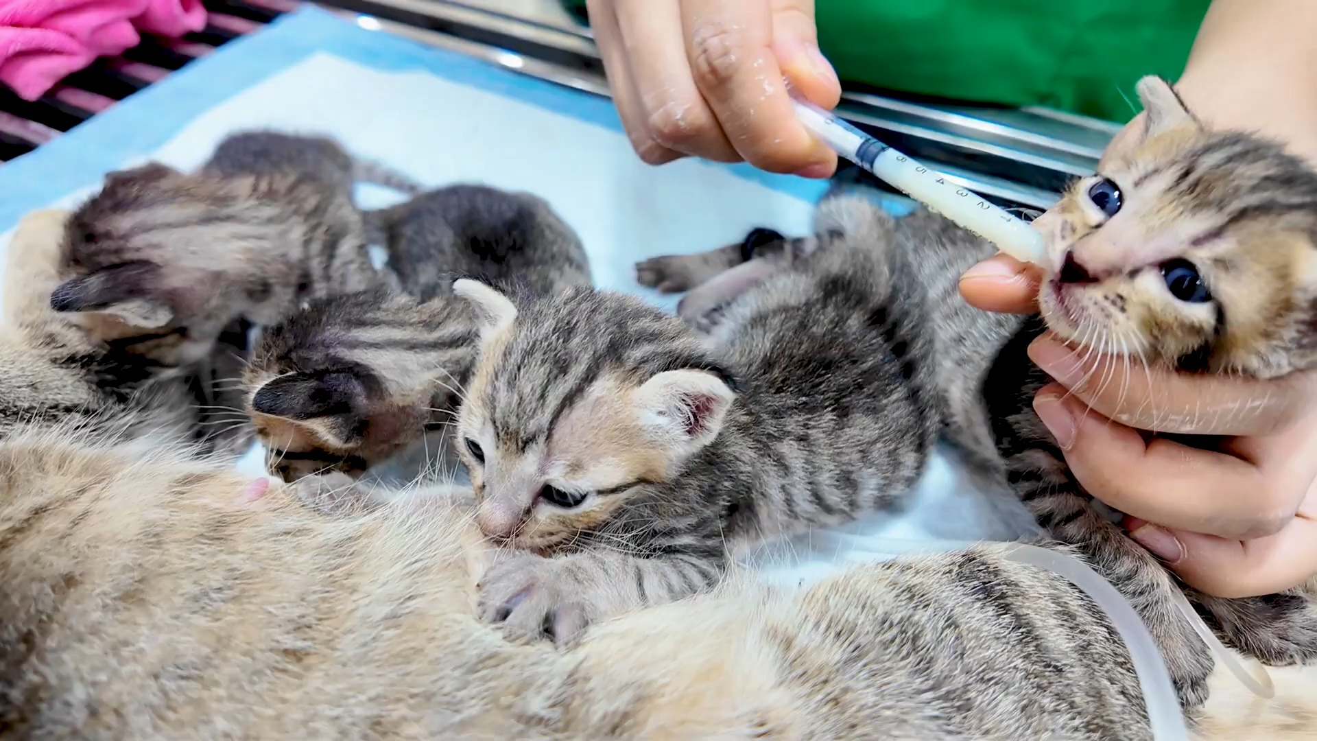 生命科学园喂猫视频,猫meme科普系列视频