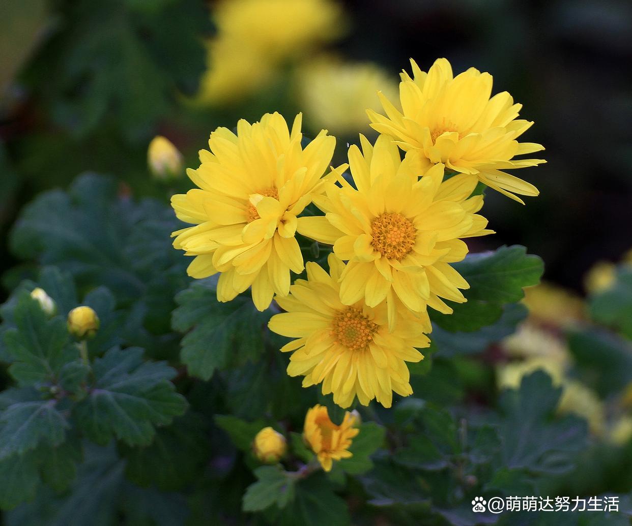 雏菊是送给死去的人吗,雏菊是送给死去的人吗为什么 雏菊是送给死去的人吗,雏菊是送给死去的人吗为什么