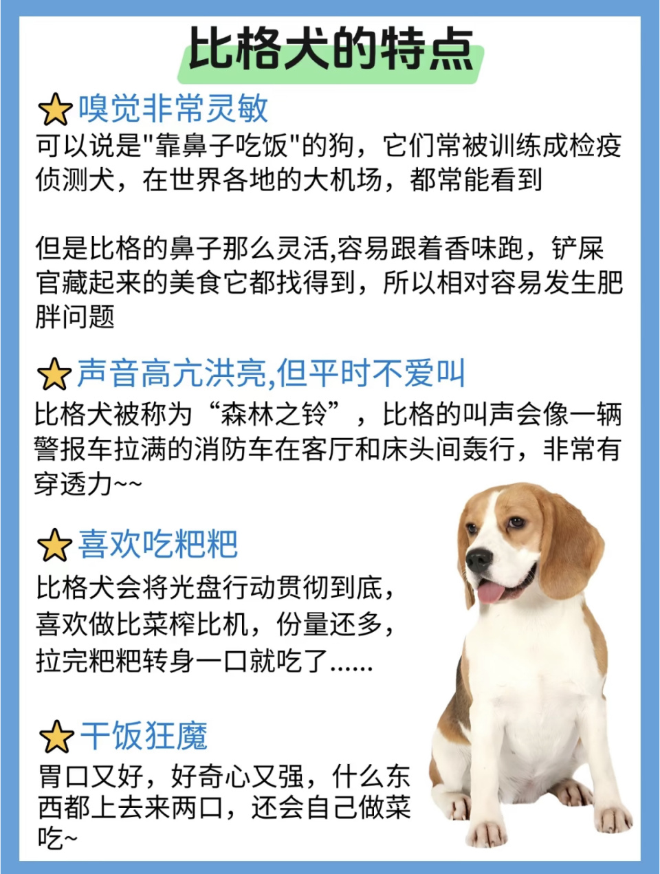 比格犬能长多大,比格犬智商相当于几岁 比格犬能长多大,比格犬智商相当于几岁
