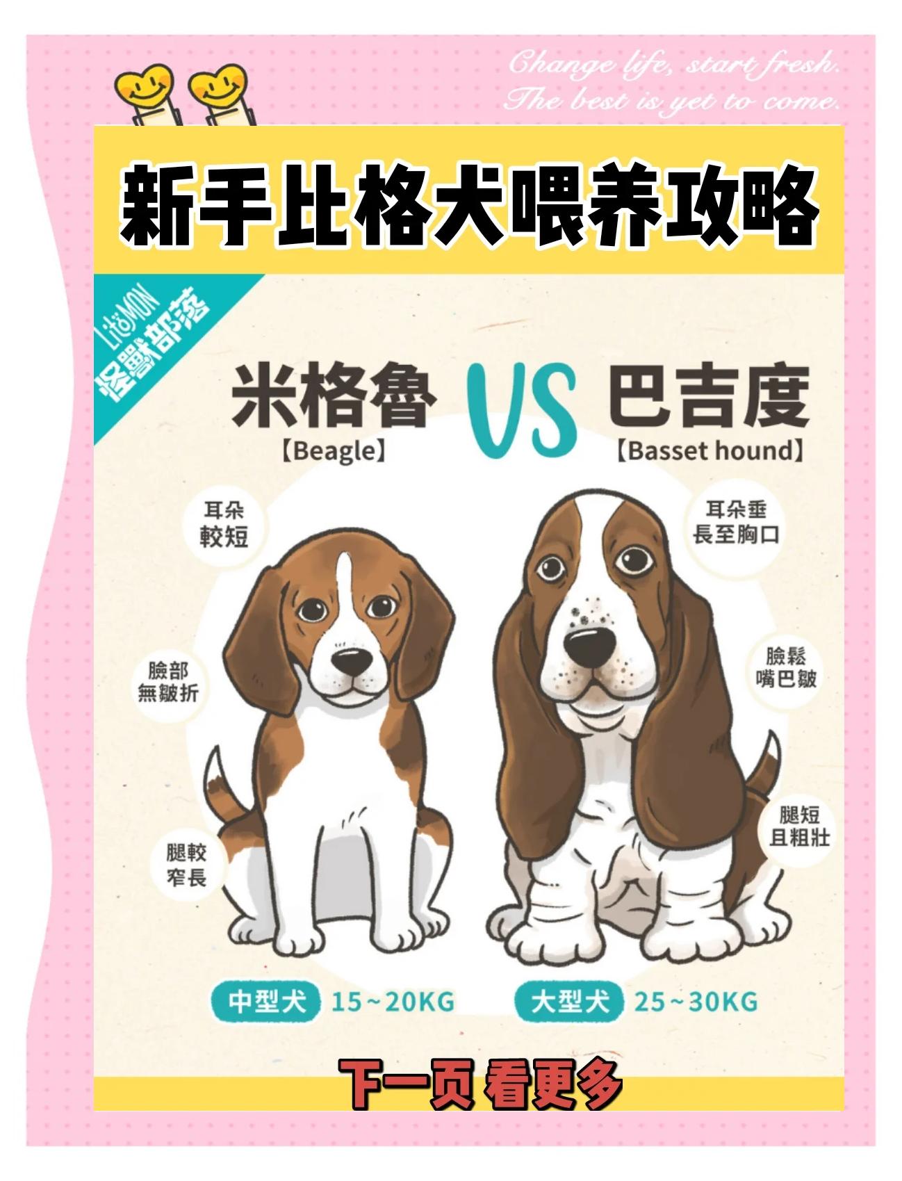 比格犬能长多大,比格犬智商相当于几岁 比格犬能长多大,比格犬智商相当于几岁
