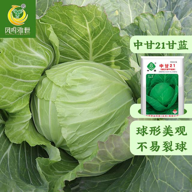 卷心菜就是包菜吗,卷心菜就是包菜吗怎么吃 卷心菜就是包菜吗,卷心菜就是包菜吗怎么吃