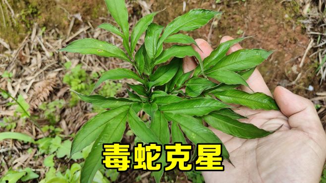 蛇最怕什么药,蛇最怕什么药闻到就跑那里可以买多 蛇最怕什么药,蛇最怕什么药闻到就跑那里可以买多