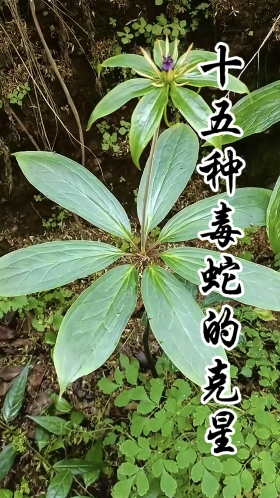 蛇最怕什么药,蛇最怕什么药闻到就跑那里可以买多 蛇最怕什么药,蛇最怕什么药闻到就跑那里可以买多