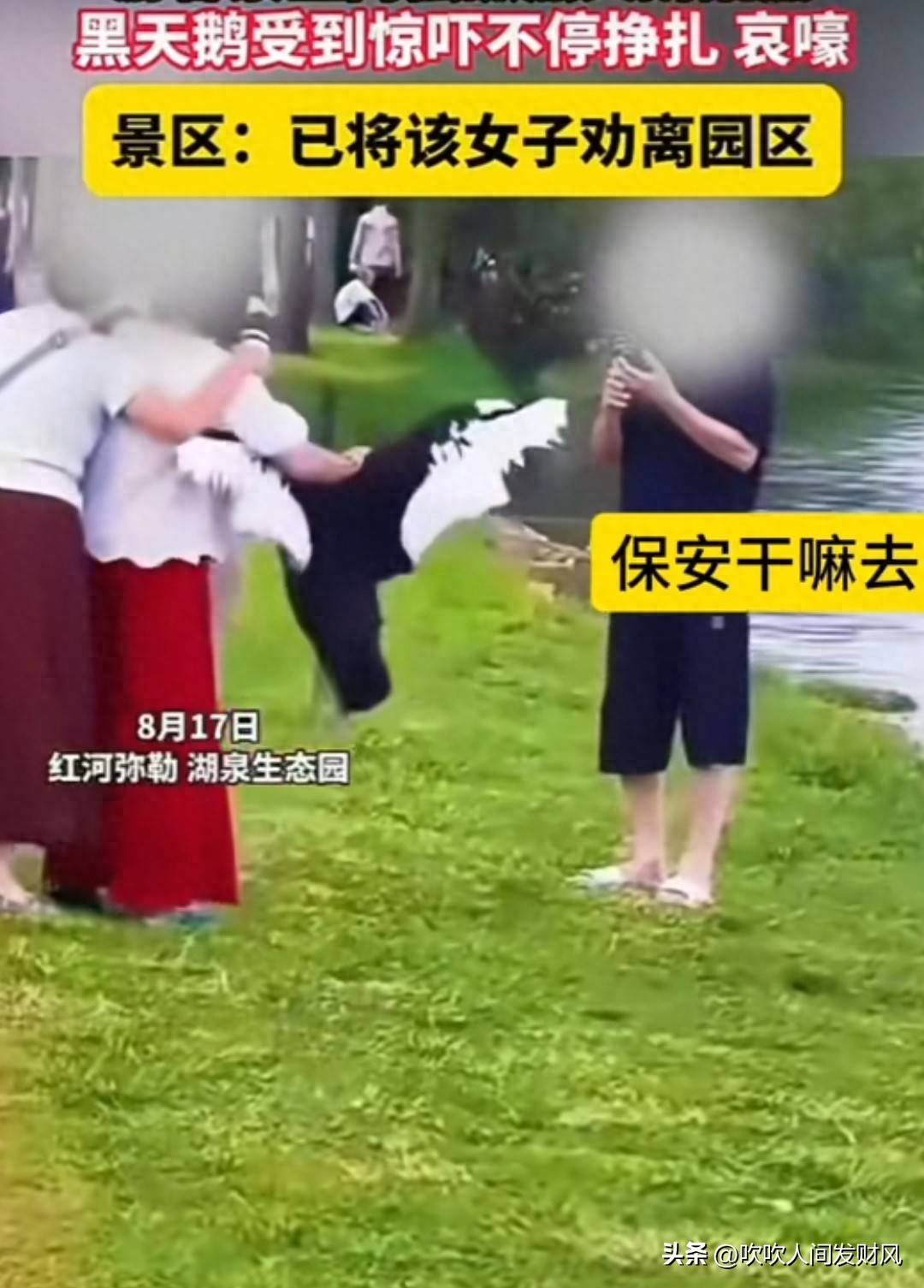 什么是黑天鹅事件,什么是黑天鹅事件灰犀牛事件 什么是黑天鹅事件,什么是黑天鹅事件灰犀牛事件