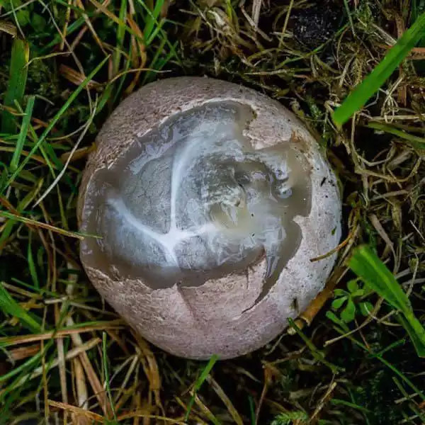 野鸡蛋孵化多少天,野鸡蛋孵化多少天踩水 野鸡蛋孵化多少天,野鸡蛋孵化多少天踩水