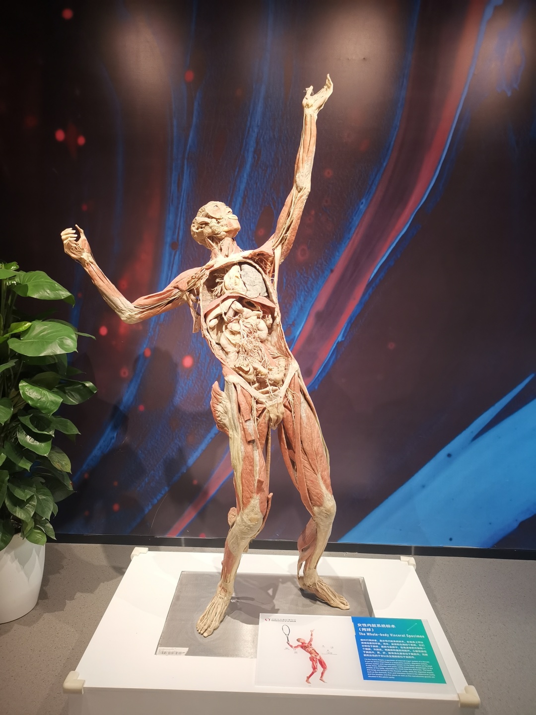 人体生命科学馆哪家好,人体科学馆在上海复旦大学哪个校区 人体生命科学馆哪家好,人体科学馆在上海复旦大学哪个校区