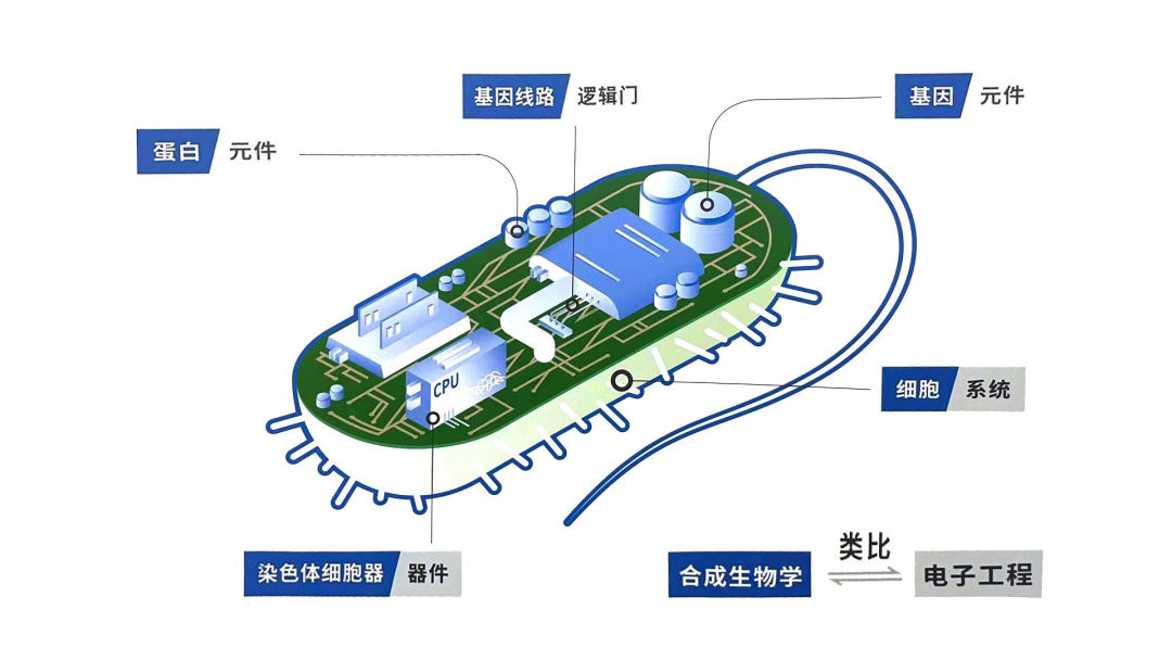 生命科学研究的优势,生命科学研究的优势在于 生命科学研究的优势,生命科学研究的优势在于