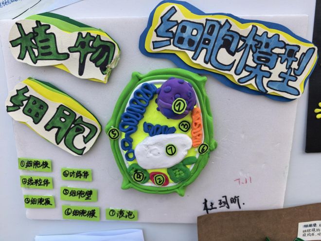 生命科学模型内容,生命科学的研究内容 生命科学模型内容,生命科学的研究内容