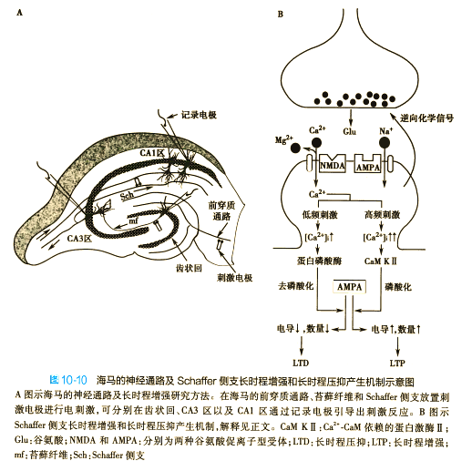 突触传递的特征,突触传递有何特征多选题